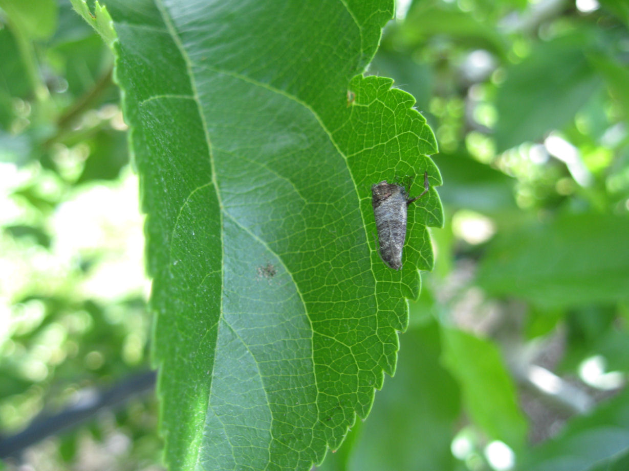 Cydia pomonella